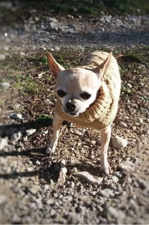 Pull pour chien beige - Chihuahua - Brembo - Taille S